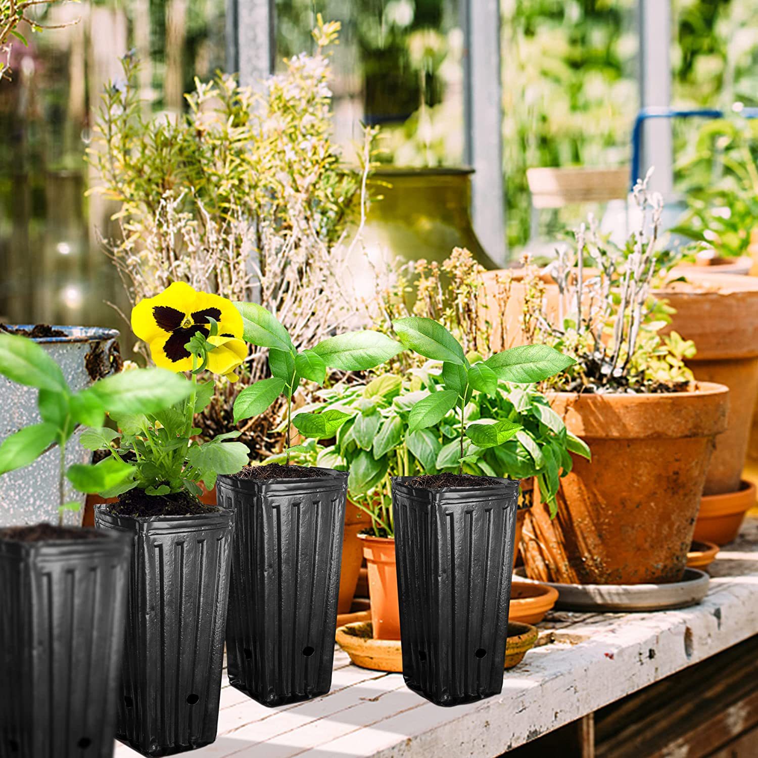 Taza de siembra de plantas cua - Food Storage Plants reseña y precio